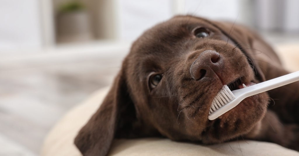 Fascinating Facts About Your Pet’s Oral Health